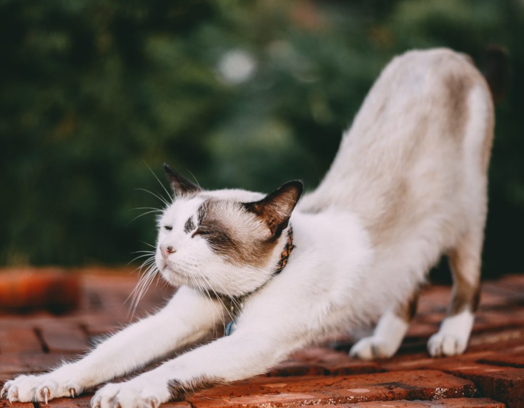 為什麼貓咪愛被拍屁股？寵物訓練師揭曉四個原因 – 里德貓砂LEEDECAT